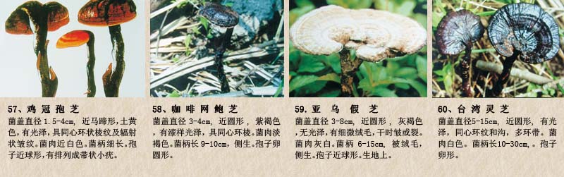 圖片關鍵詞 圖片關鍵詞